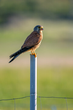 Eurasian Kestrel - Falco tinnunculus, beautiful bird of prey from European forests and woodlands , Pag island, Croatia.