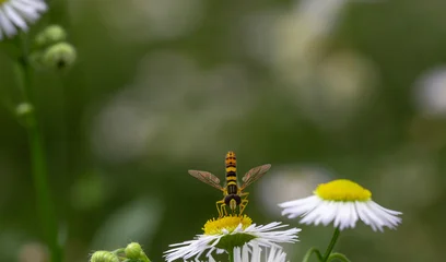 Hoverfly on a white daisy flower in a green meadow in Georgia, Caucasus region © Elena
