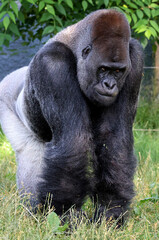 Naklejka premium The western lowland gorilla is one of two critically endangered subspecies of the western gorilla that lives in montane, primary and secondary forest and lowland swampland in central Africa 
