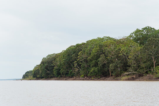 Amazon River with a background of the Amazon rainforest