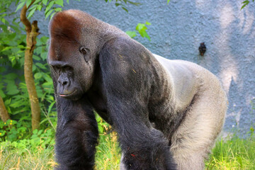 Naklejka premium The western lowland gorilla is one of two critically endangered subspecies of the western gorilla that lives in montane, primary and secondary forest and lowland swampland in central Africa 