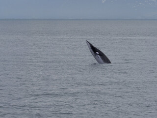 Fototapeta premium North Atlantic Minke Whale (Balaenoptera acutorostrata ssp. acutorostrata)