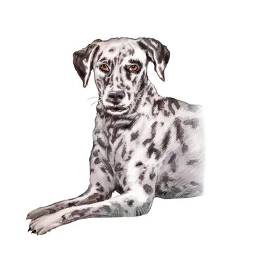black and white dog dalmatian on white background