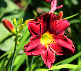 Fototapeta premium A daylily, day lily or ditch-lily is a flowering plant in the genus Hemerocallis a member of the family Asphodelaceae, subfamily Hemerocallidoideae, native to Asia