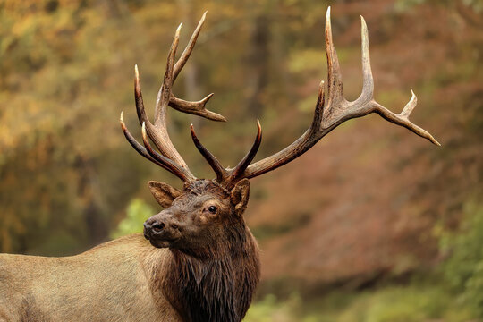 Huge Elk Bull Fall Rut Pause at River's Edge 
