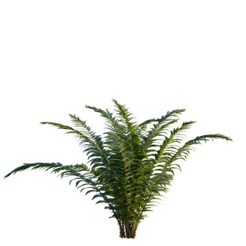 Wood Fern tree, elevation, front view, cutout, transparent background, isolate, Detailed Fern Plant with a Dark Background - Nature Stock Photo for Design Projects