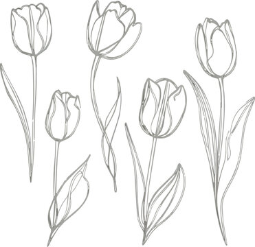 Set of one line tulips. Hand drawn contuor drowing of spring flowers. Modern single line art white Background