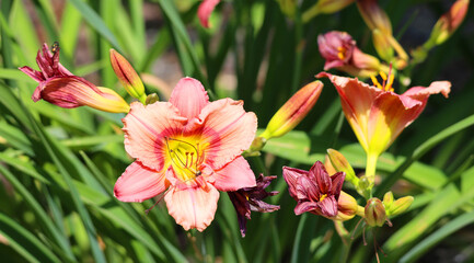 Fototapeta premium A daylily, day lily or ditch-lily is a flowering plant in the genus Hemerocallis a member of the family Asphodelaceae, subfamily Hemerocallidoideae, native to Asia