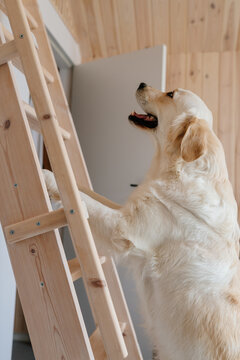 Vertical golden retriever standing on wooden ladder inside cozy modern tiny cabin
