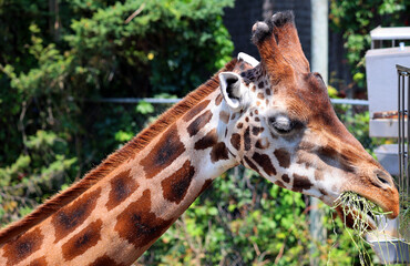 The giraffe (Giraffa camelopardalis) is an African even-toed ungulate mammal, the tallest of all extant land-living animal species, and the largest ruminant. © Daniel Meunier