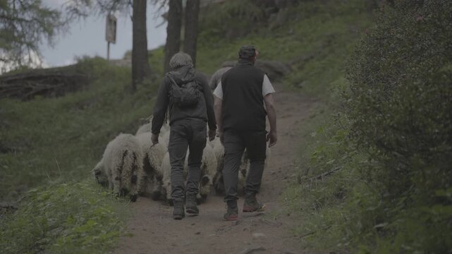Two men herding a flock of valais blacknose sheep along a path in a forest in zermatt, switzerland