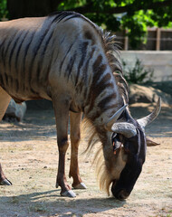 Wildebeest or wildebai are antelopes of the genus Connochaetes and native to Eastern and Southern Africa. © Daniel Meunier