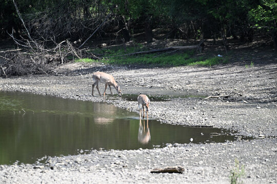 Two Deer Drinking from Shallow Pond