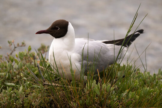 Mouette rieuse,