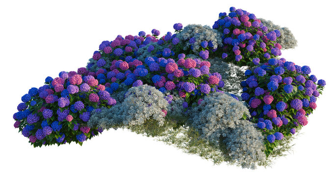 Crossostephium chinense and Hydrangea macrophylla and J tree shrub, plant bush, cutout, isolate transparent background