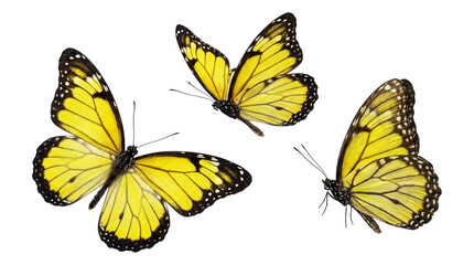 Three yellow butterflies with black markings isolated on transparent background © Photo Find