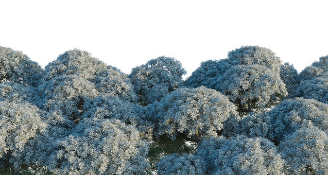 Crossostephium chinense tree shrub, plant bush, cutout, isolate transparent background, Blooming shrubs with delicate flowers, ideal for backgrounds and decorative elements in design.