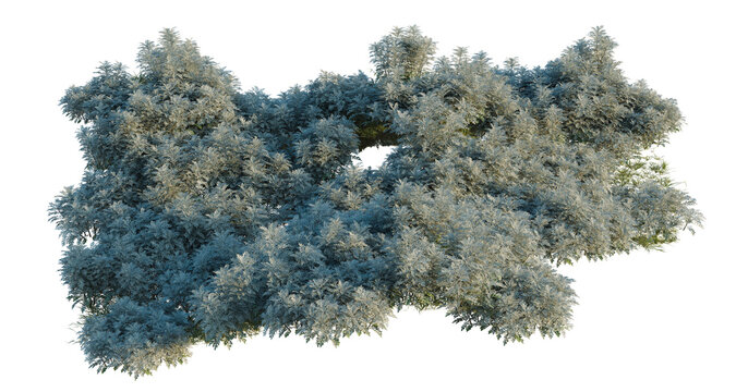 Jacobaea maritima tree shrub, plant bush, cutout, isolate transparent background, Detailed Bushy Evergreen Plant with Natural Foliage - Perfect for Landscape Design and Botanical Illustration