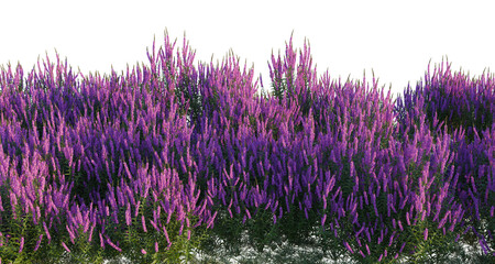Obraz premium Lythrum salicaria tree shrub, plant bush, cutout, isolate transparent background, Vibrant Purple Lavender Field with Alpha Channel - Ideal for Nature & Floral Design Projects