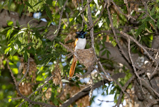 Male Asian Paradise Flycatcher (Terpsiphone paradisi) feeding a chicks in the nest, Karatau Mountains, Southern Kazakhstan