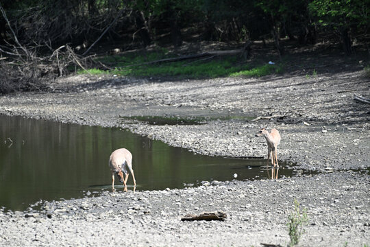 Two Deer in Shallow Water