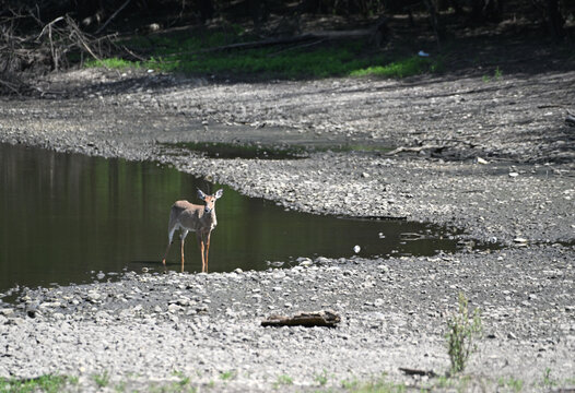 Deer in Shallow Water