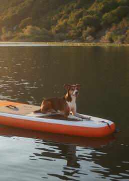 A dog stands alone on a paddle board floating near the shore. The water reflects warm light and the hilly background.