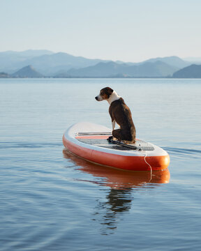 A dogis sitting straight on the front of a short orange board. The water is calm and the mountains are visible in the background.