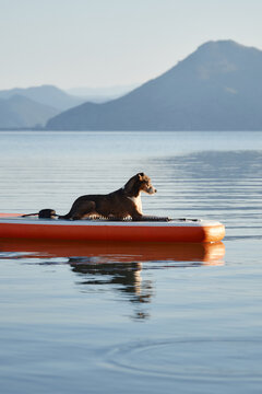 A dog lies on the orange board with its head raised. Calm lake water surrounds the relaxed dog near distant mountain slopes.