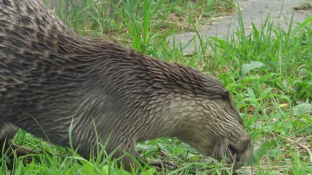 Korea Eurasian otter lutra eating pond loach mudfish wild animal marine biology predator 토종 수달 천연기념물 미꾸라지 사냥 먹이 활동 포식 멸종위기야생생물 야생 동물 하천 생물 수산