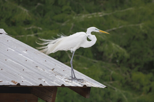 Wild Great White Egret standing in a bird rookery in St Augustine Florida. The great egret is a wading bird that can be found in wetland habitats.