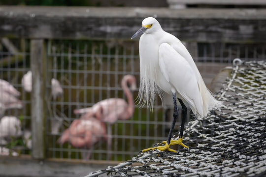 Little white egret standing on a fence at an egret breeding colony in St Augustine Florida.