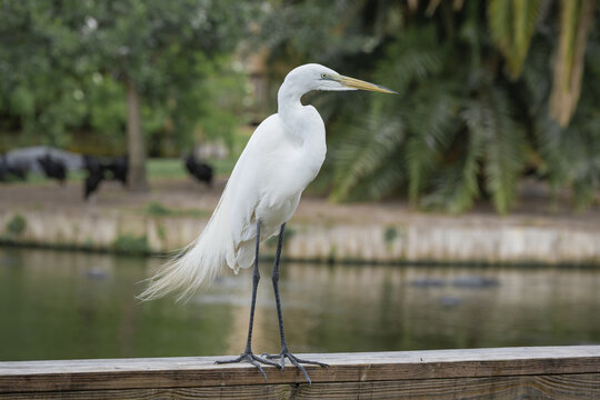 Wild Great White Egret standing in a bird rookery in St Augustine Florida. The great egret is a wading bird that can be found in wetland habitats.
