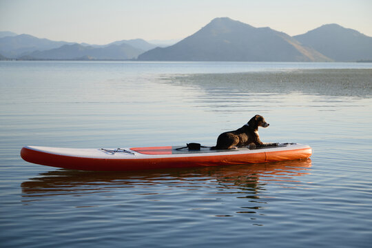 A dog lies stretched out across a long orange board on open water. The glassy surface reflects distant hills and gentle sky.