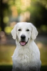 A cream-colored Golden Retriever puppy looking directly at the camera in a natural outdoor setting. The young purebred dog has a happy expression with its tongue slightly out © dogphotos
