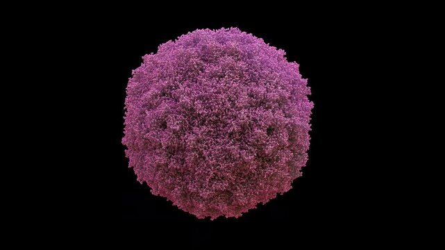 3d structure of crystal structure coxsackievirus a16 capsid, 60-mer icosahedral shell, pathogenic enterovirus primarily for hand foot and mouth disease hfmd, seamless rotate animation.