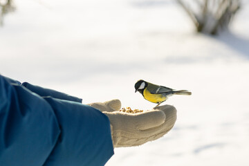  A titmouse is sitting on a person's hand and eating seeds. Caring for birds in winter. © Leka