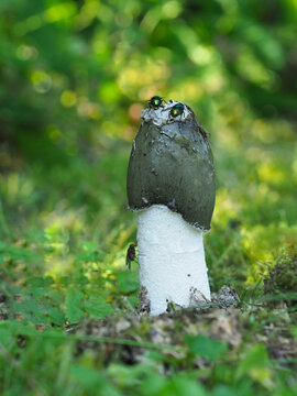 Gemeine Stinkmorchel (Phallus impudicus) mit Fliegen