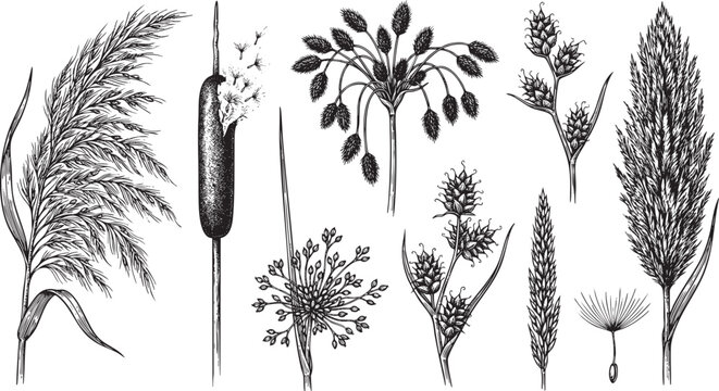 Wetland Reed Seed Heads and Ornamental Wild Grasses Engraving