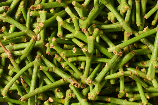 pile of fresh green clove stems in full frame, raw plant stalks with textured surface, taken from above in macro close-up, natural agricultural background