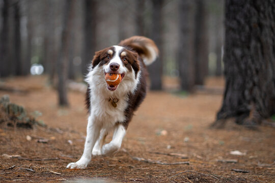 australian shepherd dog with a ball playing in the forest 