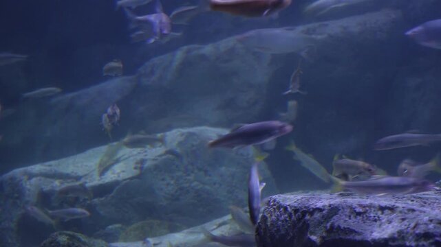 Korea freshwater fish ayu mandarin snakehead trout carp catfish minnow biology aquaculture 한국 서식 민물고기 은어 황어 쏘가리 가물치 무지개송어 누치 대농갱이 꺽지 담수어 하천 수산 생물 생태계 지리 토종