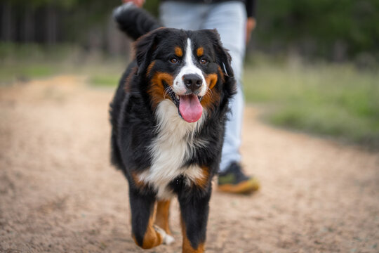 pure breed Bernese Mountain Dog with a big smile going for a walk