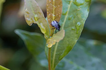 Nezara viridula stink bug nymph on a wet laurel leaf in Georgia © Elena