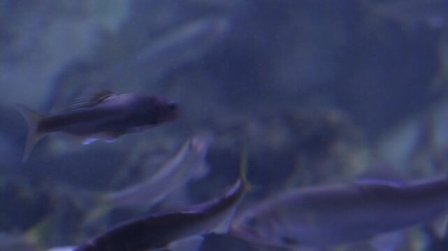 Korea freshwater fish mandarin snakehead trout carp catfish minnow biology aquaculture 한국 서식 민물고기 은어 황어 쏘가리 가물치 무지개송어 누치 대농갱이 꺽지 담수어 하천 수산 생물 생태계 지리 토종