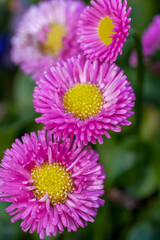Vibrant Pink English daisy, Bellis perennis Flowers Bloom in Spring Garden, Detailed Close-Up of Delicate Petals and Yellow Centers © Henk