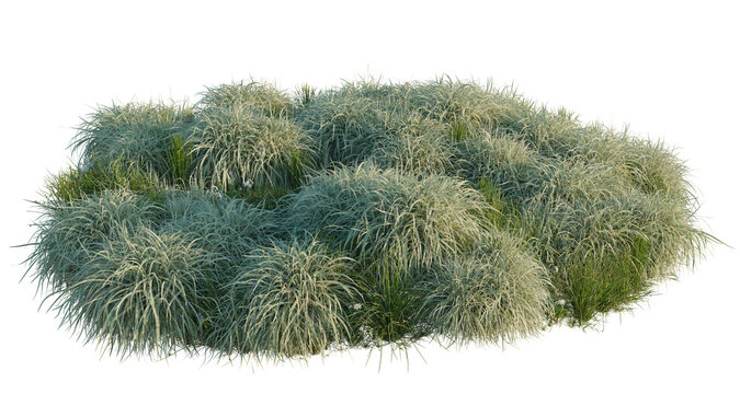 Juncus effusus and Miscanthus sinensis Variegatus and N tree shrub, plant bush, cutout, isolate transparent background