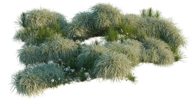 Juncus effusus and Miscanthus sinensis Variegatus and N tree shrub, plant bush, cutout, isolate transparent background