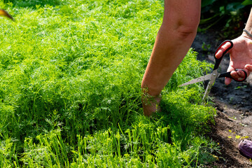 Fototapeta premium A Gardener Prunes Fresh Green Herbs with Precision Using Scissors Among Flourishing Foliage in a Sunlit Outdoor Setting