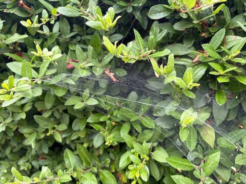 Shrub branches covered with webbing caused by caterpillars on green bush leaves in natural outdoor environment  